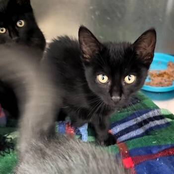 Dewey -  Domestic Short Hair Cat for Adoption in Monroe, Michigan - Dewey | PetCurious