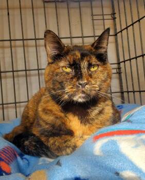 Rescue Domestic Short Hair Cats for Adoption in Ogden, Utah - Mocha | PetCurious