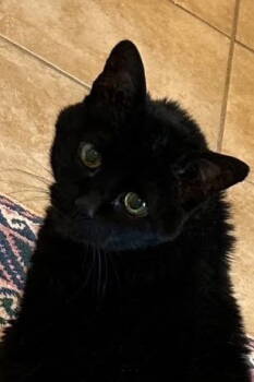 Rescue American Shorthair and American Curl Cats for Adoption in Atlanta, Georgia - Little LIZA- Two Decades Of Grace | PetCurious