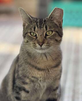 Rescue Domestic Short Hair Cats for Adoption - Peyton Place | PetCurious