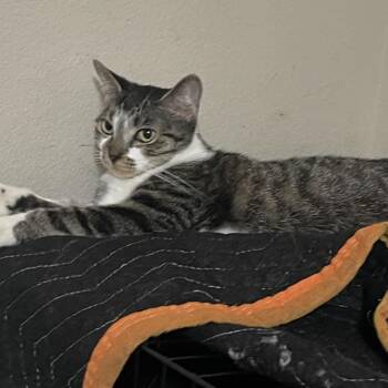 Sugarplum -  Domestic Short Hair Cat for Adoption in Liverpool, Texas - Sugarplum | PetCurious