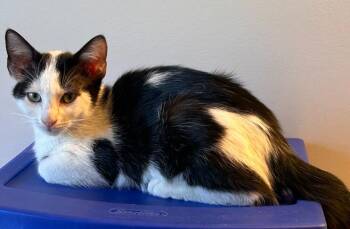 Dallas -  Domestic Short Hair Cat for Adoption in Greensboro, North Carolina - Dallas | PetCurious