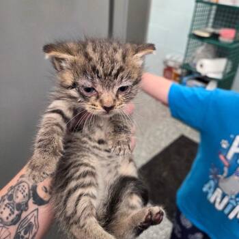 Bullseye -  Domestic Short Hair Cat for Adoption in Parkersburg, West Virginia - Bullseye | PetCurious