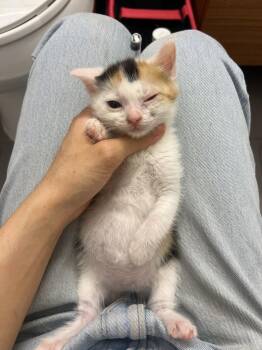 Pixies -  Domestic Short Hair Cat for Adoption in New York, New York - Pixies | PetCurious