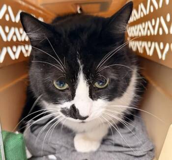 Oreo Boy -  Domestic Short Hair Cat for Adoption - Oreo Boy | PetCurious