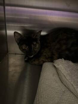 Nirvana -  Domestic Short Hair Cat for Adoption in Fort Worth, Texas - Nirvana | PetCurious