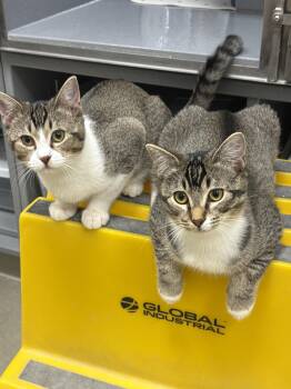 Rescue Tabby Cats for Adoption in Greenville, Delaware - Margaret & Henrietta (FCID# 9/17/25-8,9 Middletown | PetCurious
