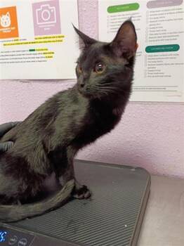 61135757 -  Domestic Short Hair Cat for Adoption in El Paso, Texas - 61135757 | PetCurious