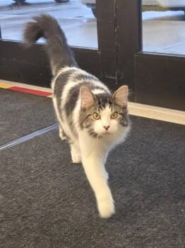 Rescue Domestic Long Hair Cats for Adoption in Greenwood, Indiana - Willie | PetCurious