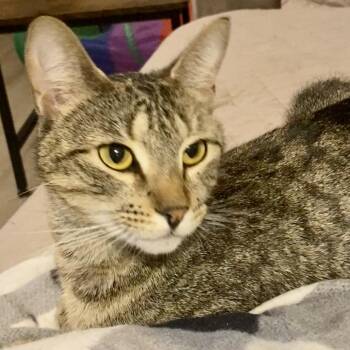 Domestic Short Hair and Abyssinian Cats Available for Adoption - Juniper | PetCurious