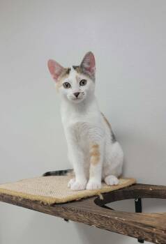 Domestic Short Hair Cats Available for Adoption in Merrillville, Indiana - Logan | PetCurious