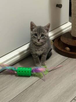William -  Domestic Short Hair Cat for Adoption in Wading River, New York - William | PetCurious