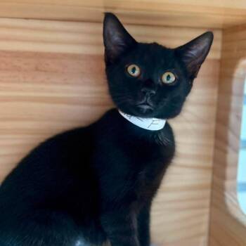 Siena -  Domestic Short Hair Cat for Adoption in New Philadelphia, Ohio - Siena | PetCurious