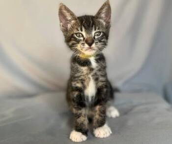 Domestic Short Hair Cats Available for Adoption in Camarillo, California - RONNIE | PetCurious