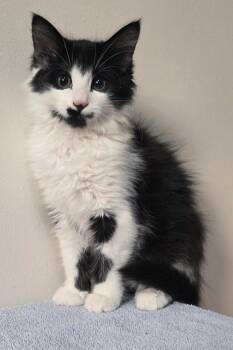 Tengu -Preadoption ONLY -  Domestic Medium Hair Cat for Adoption in Chilliwack, British Columbia - Tengu -Preadoption ONLY | PetCurious