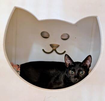 Trina -  Domestic Short Hair Cat Available for Adoption in Tucson, Arizona - Trina | PetCurious