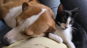Havana -  Domestic Short Hair Cat for Adoption in The Woodlands, Texas - Havana | PetCurious