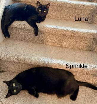 Domestic Short Hair Cats Available for Adoption in Fayetteville, North Carolina - Sprinkle | PetCurious