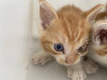MICHI -  Domestic Short Hair Cat Available for Adoption in Rowlett, Texas - MICHI | PetCurious