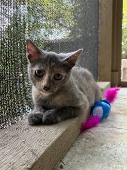 Jean Grey -  Domestic Short Hair Cat for Adoption in San Antonio, Texas - Jean Grey | PetCurious
