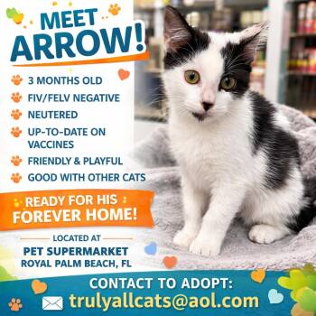 Domestic Short Hair Cats Available for Adoption - Arrow | PetCurious
