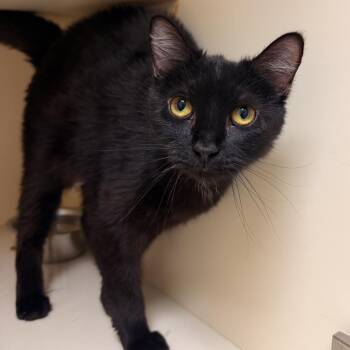 Vanellope -  Domestic Short Hair Cat for Adoption in Idaho Falls, Idaho - Vanellope | PetCurious