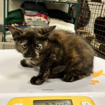 Domestic Short Hair Cats Available for Adoption in Las Cruces, New Mexico - Eclipse | PetCurious