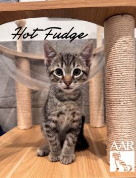 Hot Fudge -  Domestic Short Hair Cat for Adoption in Magnolia, Texas - Hot Fudge | PetCurious