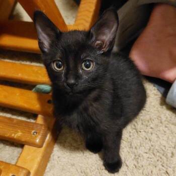 Domestic Short Hair Cats Available for Adoption in Nampa, Idaho - Hershey | PetCurious