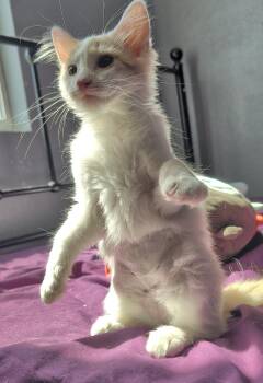 Melody Crescendo -  Domestic Medium Hair Cat for Adoption in Chandler, Arizona - Melody Crescendo | PetCurious