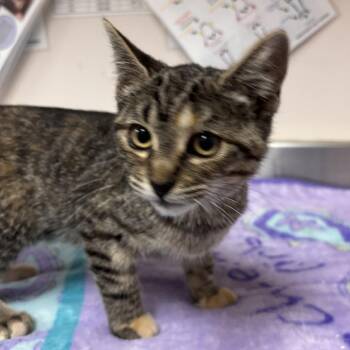 Misty -  Domestic Short Hair Cat for Adoption in Murray, Utah - Misty | PetCurious