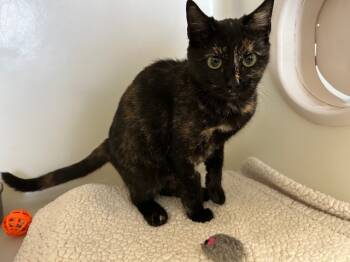 Rescue Domestic Short Hair Cats for Adoption in Mckinleyville, California - BLAZE | PetCurious