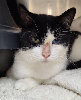 Rescue Domestic Short Hair Cats for Adoption in San Antonio, Texas - Lucy | PetCurious