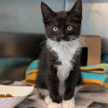 Coleman Bones -  Domestic Medium Hair Cat for Adoption in Huntington, West Virginia - Coleman Bones | PetCurious