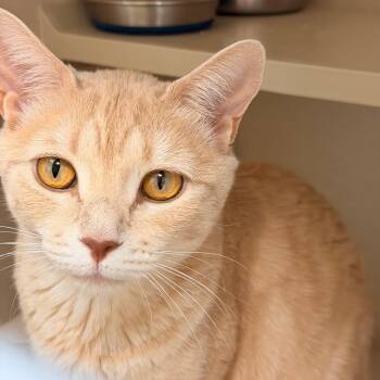 Jezebel -  Domestic Short Hair Cat for Adoption in Pagosa Springs, Colorado - Jezebel | PetCurious