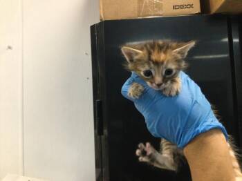 Domestic Short Hair Cats Available for Adoption - A1909841 | PetCurious