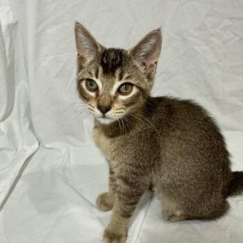 Rescue Domestic Short Hair Cats for Adoption in Puyallup, Washington - OTTER | PetCurious