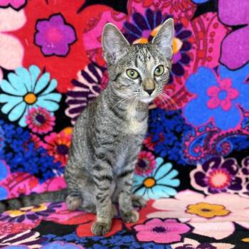 Cosette -  Domestic Short Hair Cat for Adoption in Mt. Juliet, Tennessee - Cosette | PetCurious