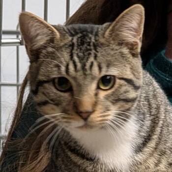 Domestic Short Hair Cats Available for Adoption - Calvin | PetCurious