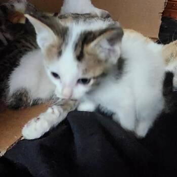 Domestic Medium Hair Cats Available for Adoption - Squeek | PetCurious