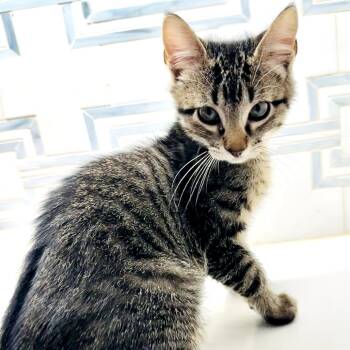 Rescue Domestic Medium Hair Cats for Adoption in Fort Worth, Texas - Lester | PetCurious