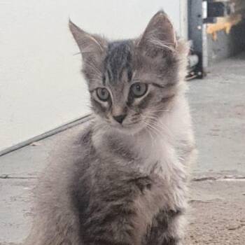Snickers III -  Domestic Short Hair Cat for Adoption in Avon, New York - Snickers III | PetCurious