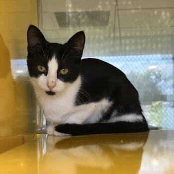 Buckle -  Domestic Short Hair Cat for Adoption in Abilene, Texas - Buckle | PetCurious