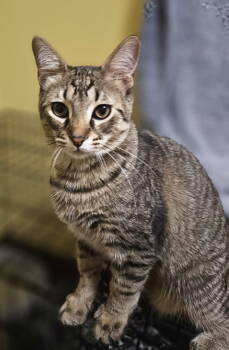 Rescue Domestic Medium Hair Cats for Adoption in Greenville, Illinois - Wolverine | PetCurious