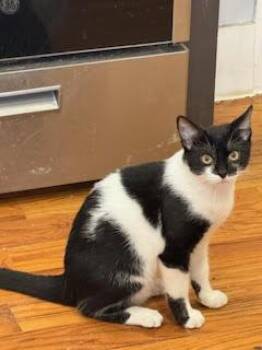 Rescue Domestic Short Hair Cats for Adoption in New York, New York - Jasmin | PetCurious