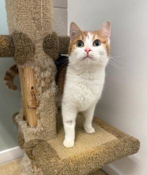 Neucah Uno -  Domestic Short Hair Cat for Adoption in Winnipeg, Manitoba - Neucah Uno | PetCurious