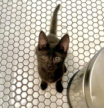 Serena -  American Shorthair Cat for Adoption in Houston, Texas - Serena | PetCurious