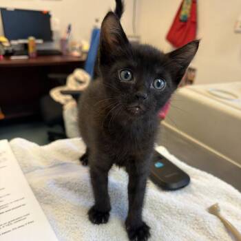 Zodiac Teller 28 -  Domestic Short Hair Cat for Adoption in Austin, Texas - Zodiac Teller 28 | PetCurious