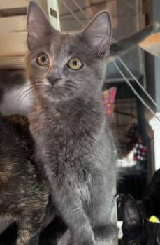 Petunia -  Domestic Medium Hair Cat for Adoption in Seal Beach, California - Petunia | PetCurious