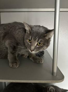 Domestic Short Hair Cats Available for Adoption in Dayton, Minnesota - Viola | PetCurious